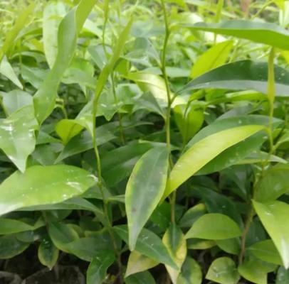 北方可种植沉香树苗吗（适宜种植地区及注意事项）