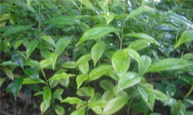 沉香树的生长环境及特点（探秘沉香树的生存之道）