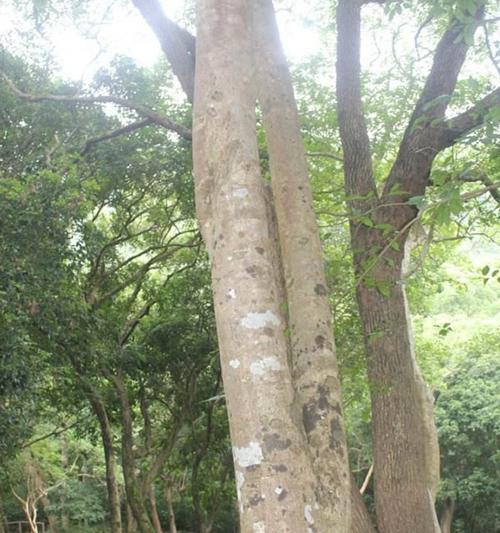 沉香树的生长环境及特点（探秘沉香树的生存之道）