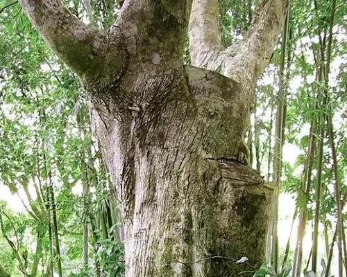 沉香树的珍贵与保护（国家保护植物的沉香树）