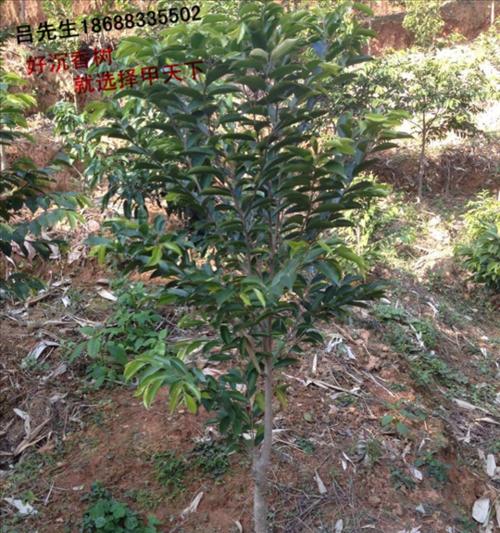 沉香树种植的条件与环境要求（探寻沉香树的生长秘密）