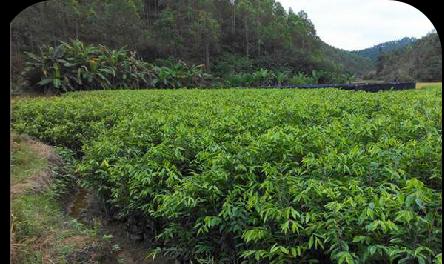沉香树种植的条件与环境要求（探寻沉香树的生长秘密）