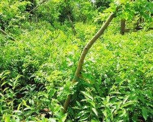 探秘沉香的药用价值（从中医角度解析沉香的功效与作用）