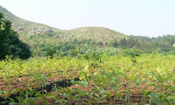 沉香树的种植方法与技术（从选地到养护）