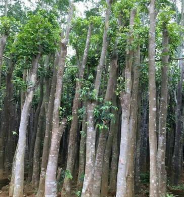 沉香树的种植方法与技术（从选地到养护）