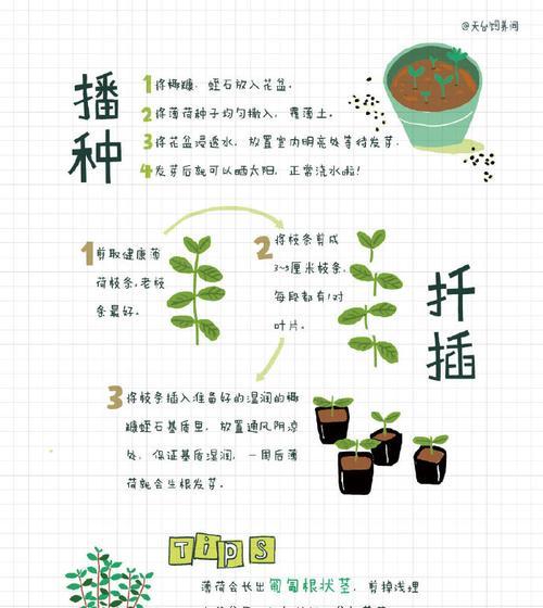 沉香种子的播种方法（从选种到收成）