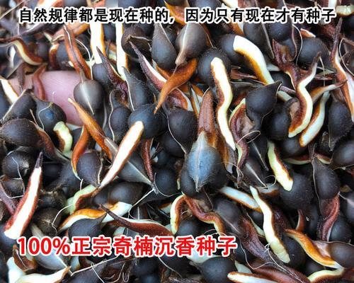 沉香种子的播种方法（从选种到收成）
