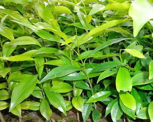 沉香种子的播种方法（从选种到收成）