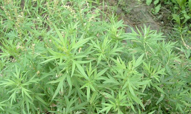 揭秘陈艾和艾草的真实面貌（源起历史）