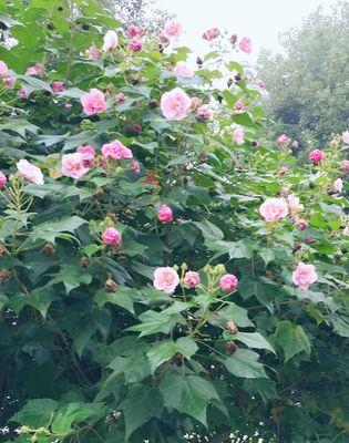 成都市花（揭秘成都市花的来历与特点）