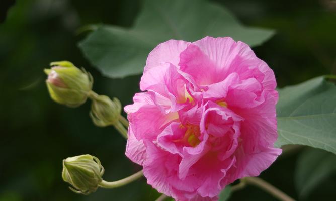 成都市花（揭秘成都市花的来历与特点）