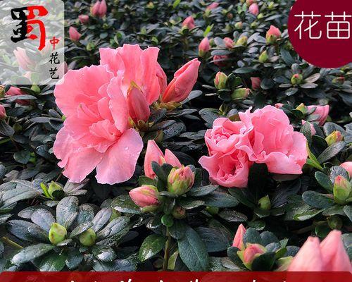 成都适合养什么花（打造美丽花园）