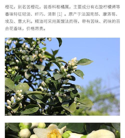 橙花开放周期揭秘（一年几次开花）