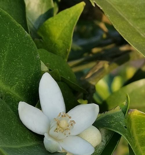 橙花开放周期揭秘（一年几次开花）