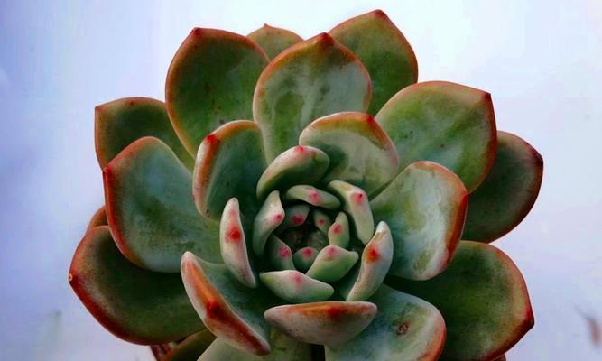橙梦露的种植和养护全攻略（打造橙梦露的健康生长环境）