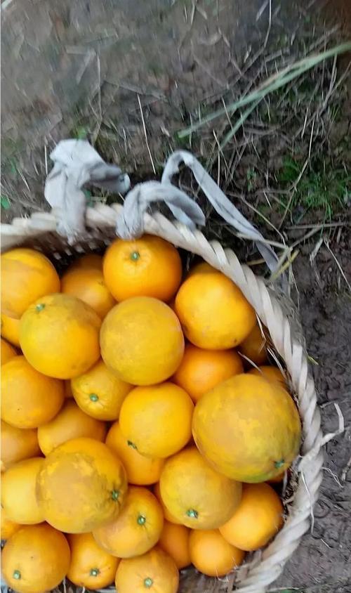橙子采摘时间及收获季节（探讨橙子生长发育周期和采摘方法）