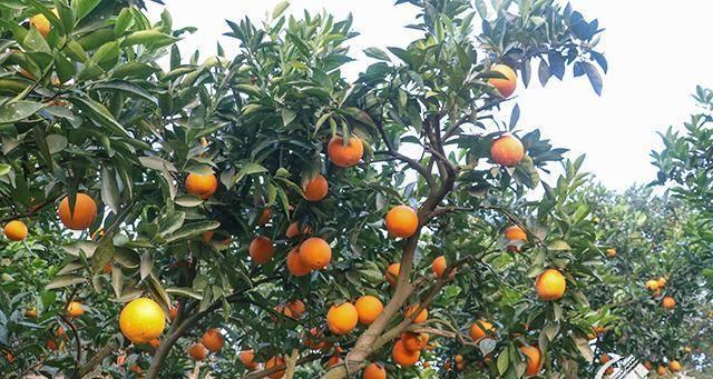 橙子成熟季节（一年四季品尝橙子的时令之美）
