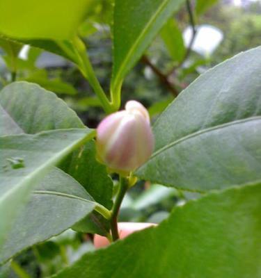 橙子的开花时间分析（一年四季橙花如何绽放）