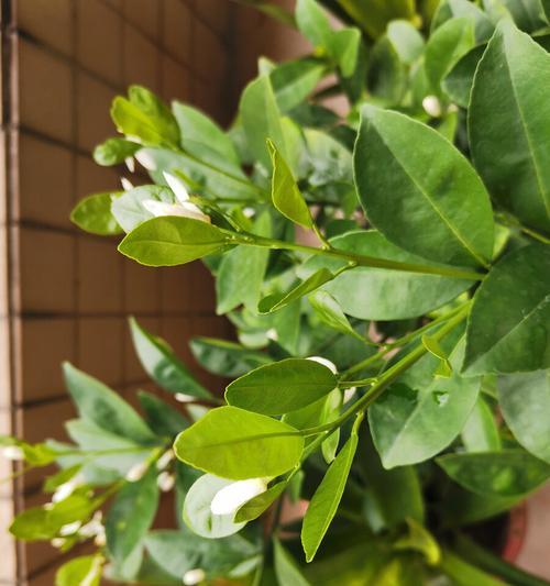 橙子树开花时间及开花规律解析（从春天到夏天）
