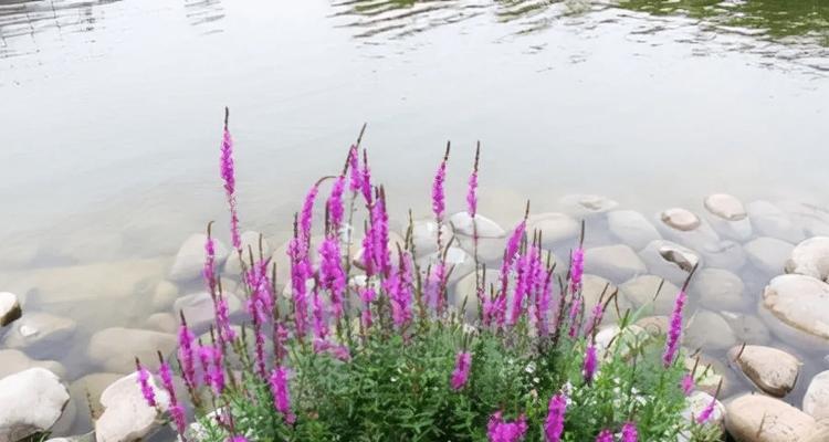 池塘边适合种植的植物（打造美丽池畔景观）