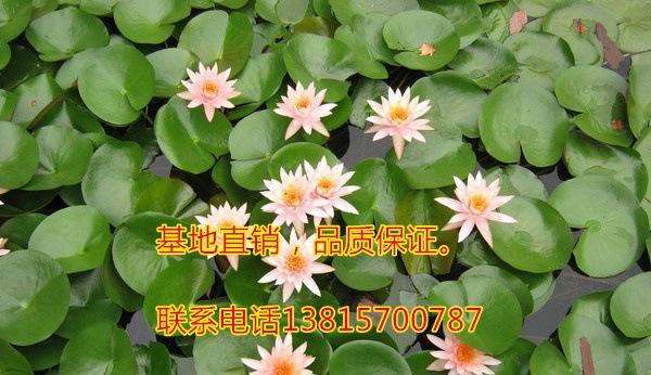 池塘美景，植物盛宴（探寻池塘中适合生长的植物）