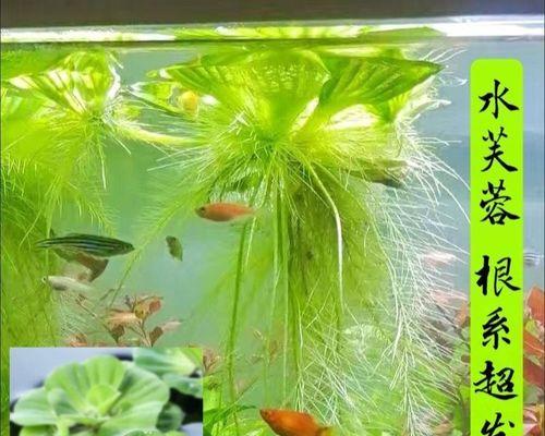 池塘美景，植物盛宴（探寻池塘中适合生长的植物）