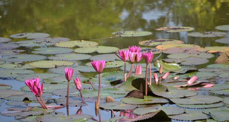 池塘水和河水哪种更适合浇花（探究池塘水和河水的优缺点）