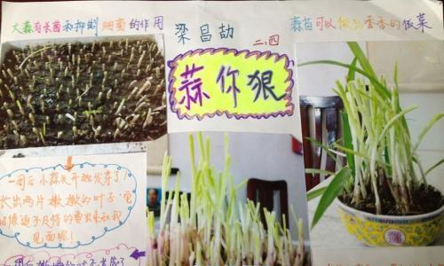 掌握种植赤豆的技巧，助你收获丰硕（掌握种植赤豆的技巧）