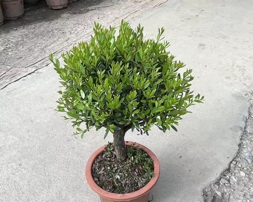 选择最优秀的赤楠品种，打造理想庭院（探索赤楠五大品种）