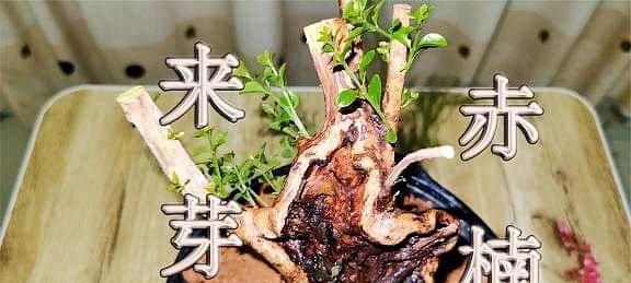 如何成功栽种赤楠下山桩（关于赤楠下山桩的种植方法及注意事项）