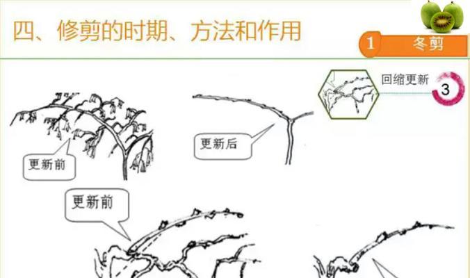 怎样修剪赤楠树（赤楠修剪方法）