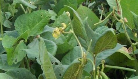 如何种植优质红豆（时间、方法、要点一网打尽）
