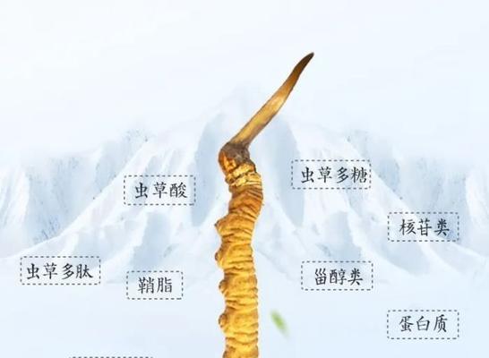 虫草生长环境与地方条件（探索虫草生长的必备条件及寻找适合种植的地方）