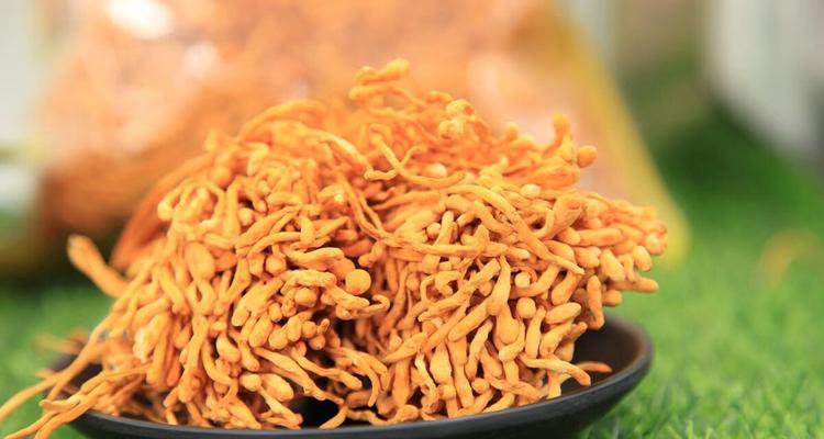 探访虫草花特产之乡（探秘虫草花的故乡——中国贵州）