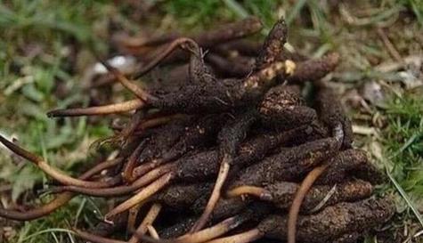 虫草生长的适宜环境及选择技巧（探秘虫草生长的秘密）