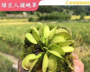 探秘神奇的虫草世界（了解虫草的生长习性与特点）