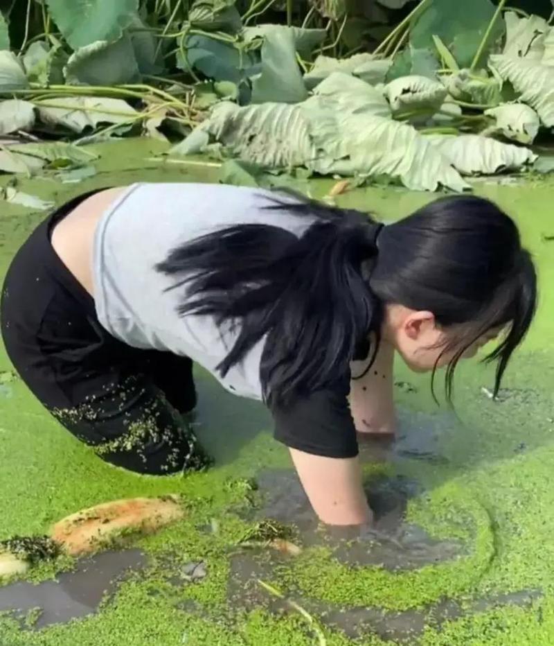 宠物狗狗能否食用莲藕（了解莲藕的功效与禁忌）