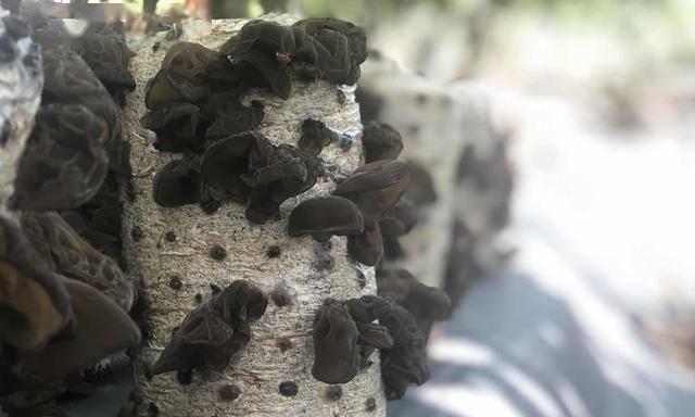 宠物狗可以吃木耳吗（狗狗食用木耳的好处与注意事项）
