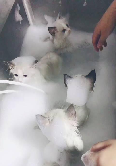 狗狗能吃土豆吗（探讨狗狗饮食的合理性与土豆的适宜性）