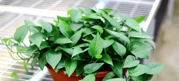 抽油烟机的废油能不能浇花（揭开抽油烟机废油的神秘面纱）