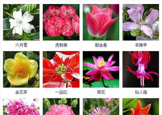 准备上市（国产丑八怪即将问世）