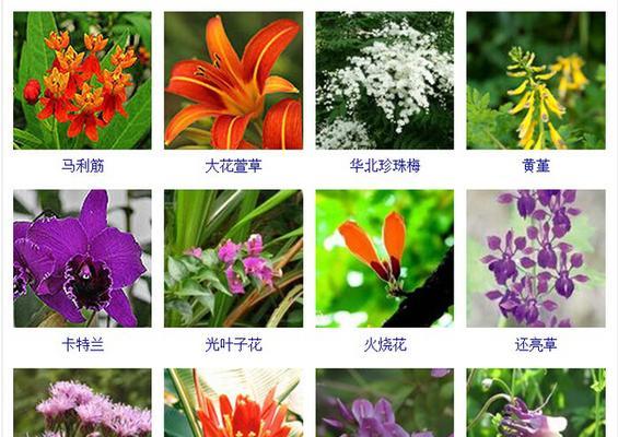 准备上市（国产丑八怪即将问世）