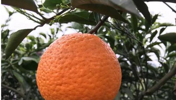 揭秘丑橘成熟的时间（掌握成熟技巧）