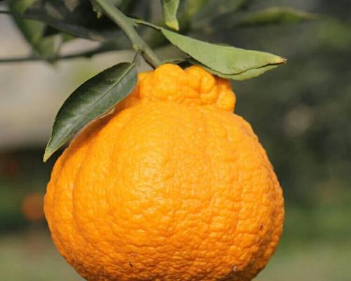 丑橘种植条件适合的气候与温度（探究丑橘种植的关键因素）