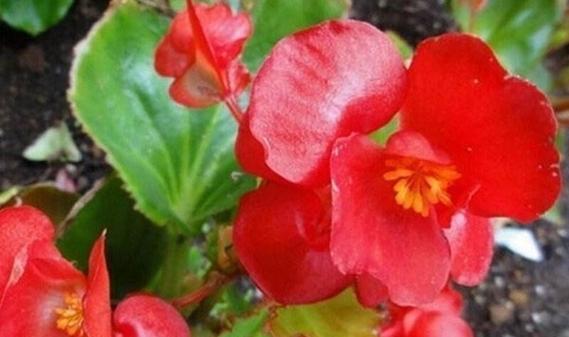 臭海棠的冬季管理（如何避免臭海棠在冬季死亡）