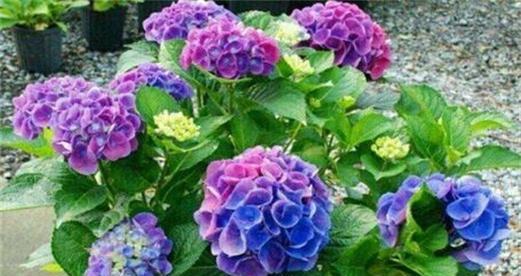 臭球花是否有毒（毒性浅析、养护要点详解）