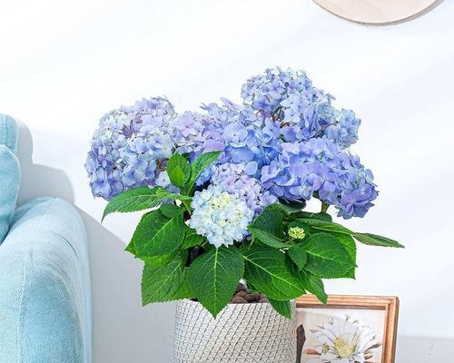 臭球花是否有毒（毒性浅析、养护要点详解）