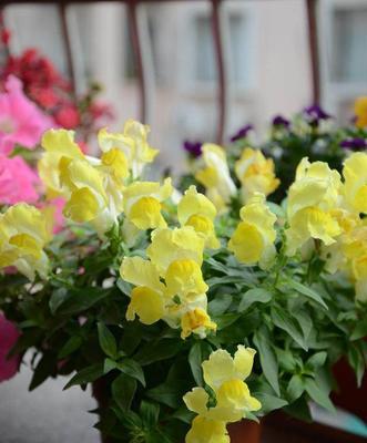 初冬适合养什么花：15种花开遍寒冬
