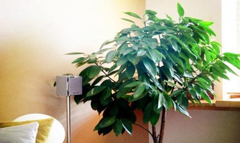 厨房适合放什么植物，风水好（打造厨房的良好风水）