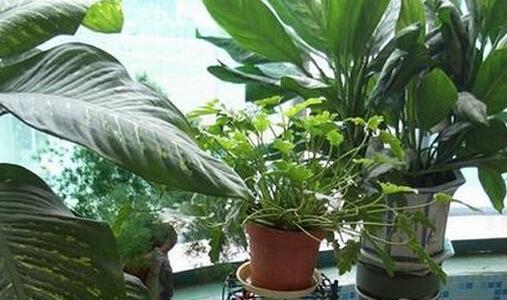 厨房适合放什么植物，风水好（打造厨房的良好风水）
